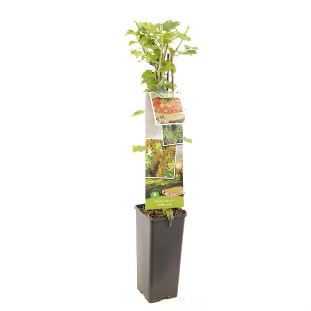 Image de Ribes rubrum blanc bes - pot 11 cm