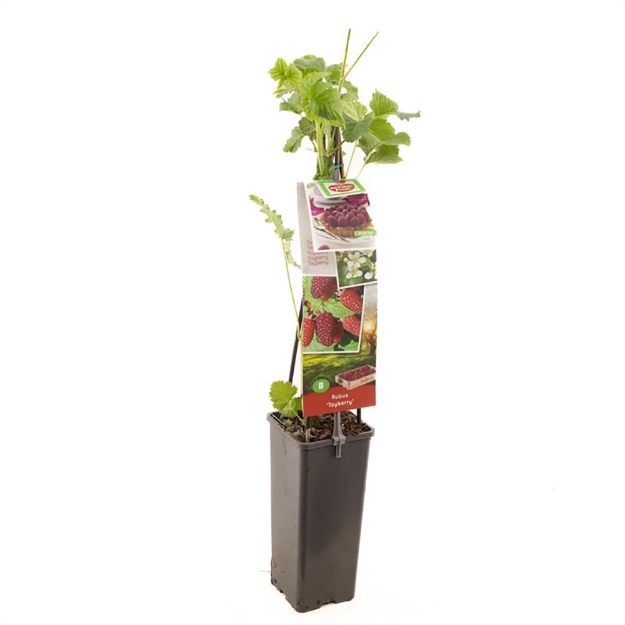 Image de Rubus Tayberry - pot 11 cm