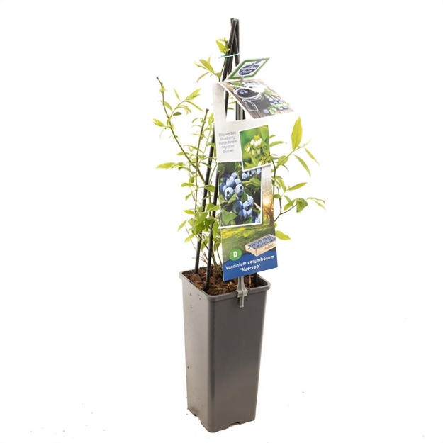 Image de Vaccinium corymbosum Bluecrop - pot 11 cm
