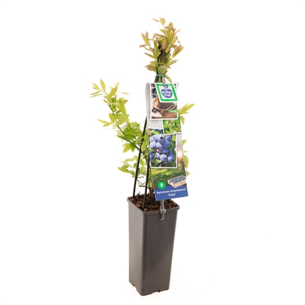 Image de Vaccinium corymbosum Duke
