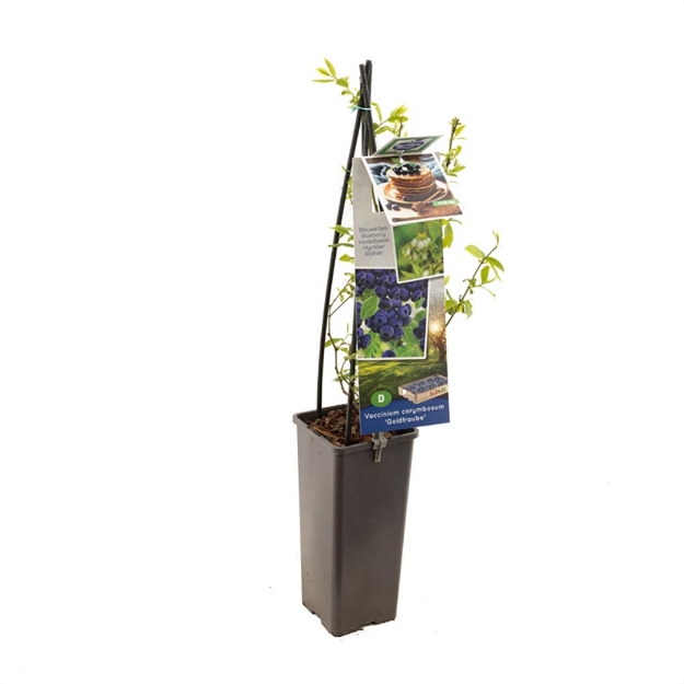 Image de Vaccinium corymbosum Goldtraube - pot 11 cm