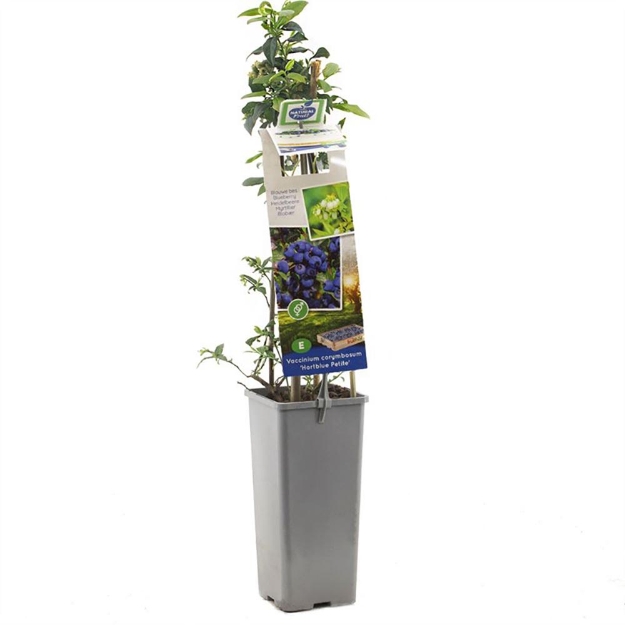 Image de Vaccinium corymbosum Hortblue Petit - pot 11 cm