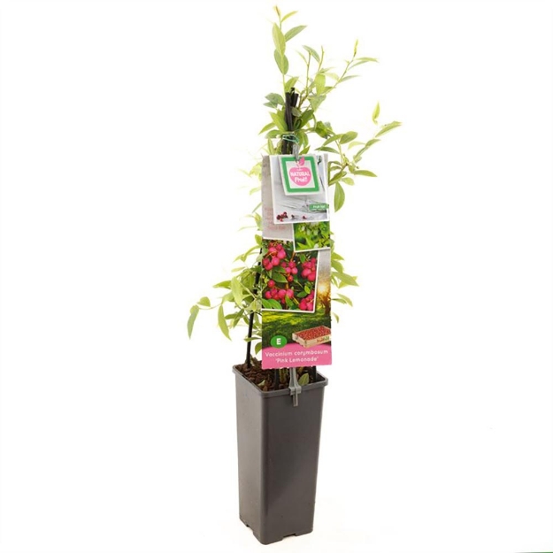 Image de Vaccinium corymbosum Pink Lemonade - pot 11 cm