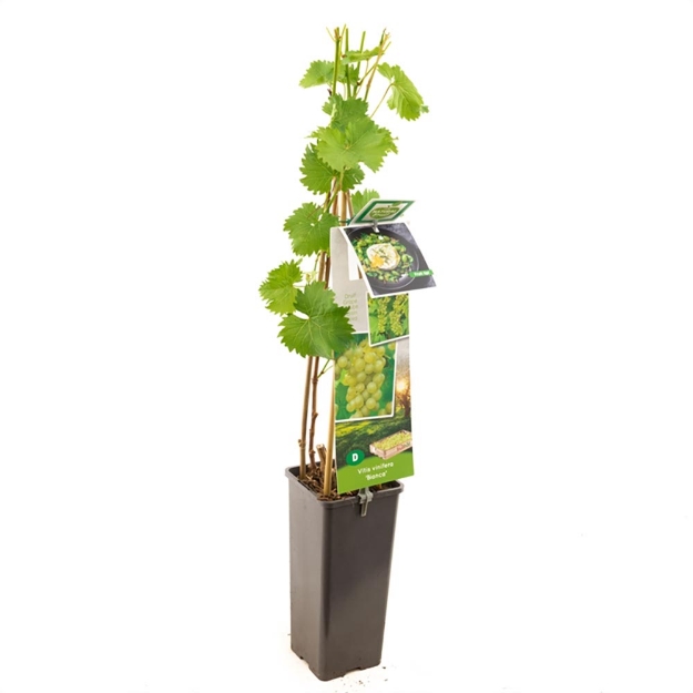 Image de Vitis vinifera Bianca