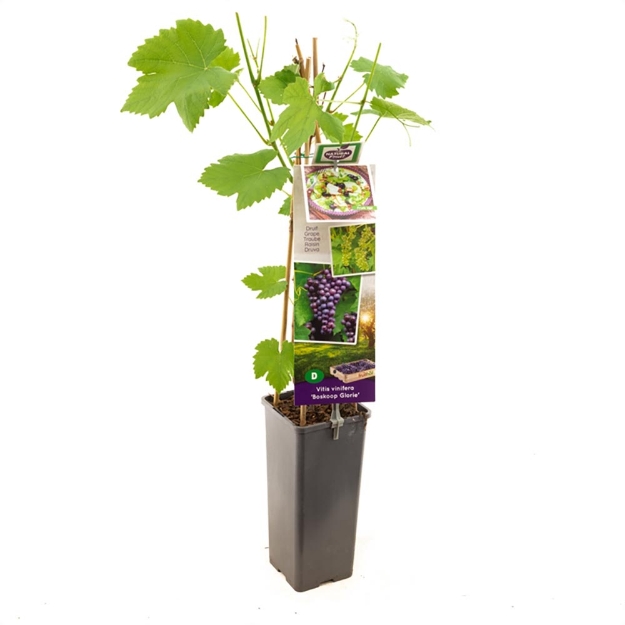 Image de Vitis vinifera Boskoop Glorie