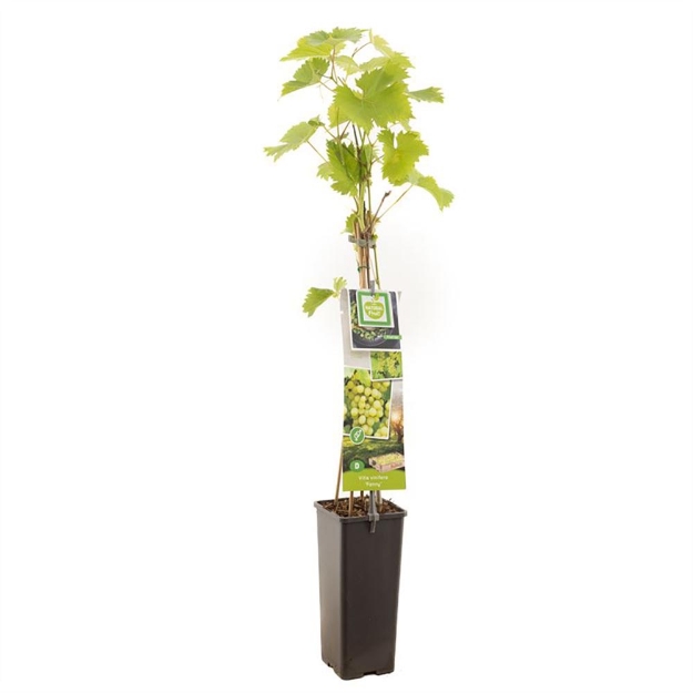 Image de Vitis vinifera Fanny