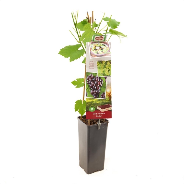 Image de Vitis vinifera Heike
