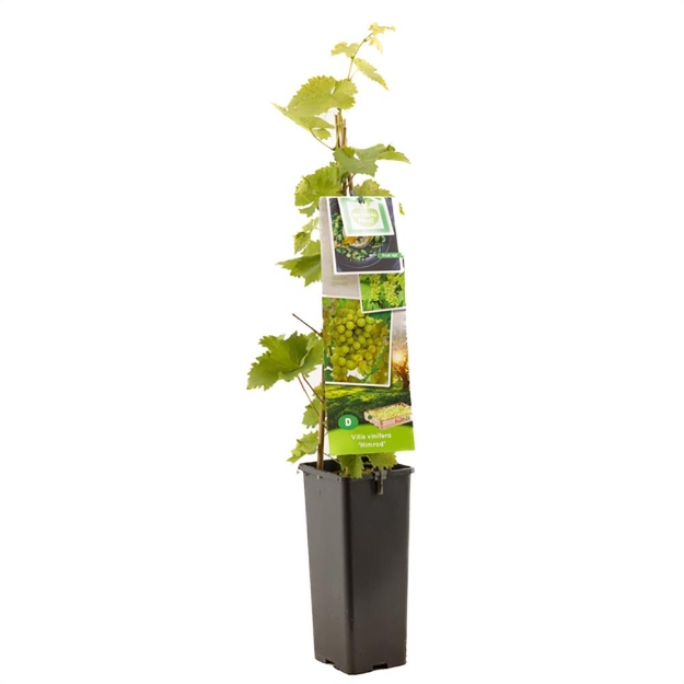 Image de Vitis vinifera Himrod