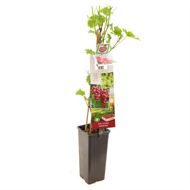 Image de Vitis vinifera Katharina - pot 11 cm