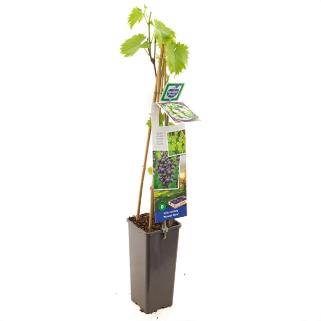 Image de Vitis vinifera Muscat Blue - pot 11 cm