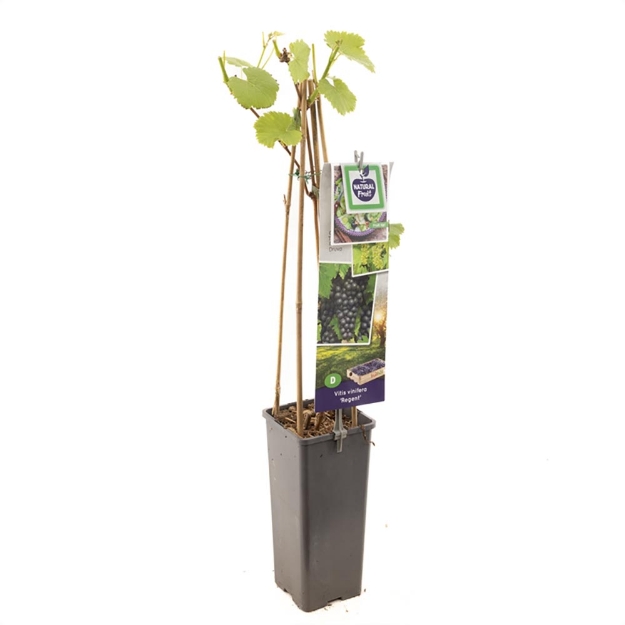 Image de Vitis vinifera Regent