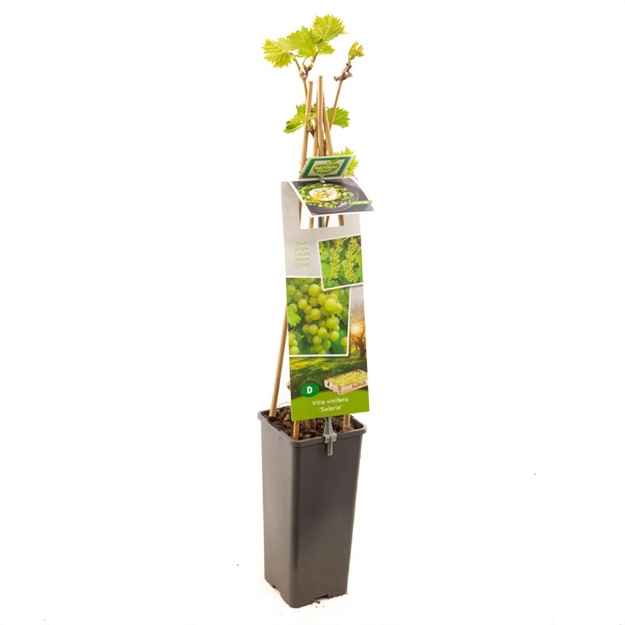 Image de Vitis vinifera Solaris - pot 11 cm