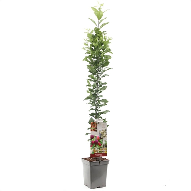 Image de Prunus dom. Mirabelle Ruby colonne