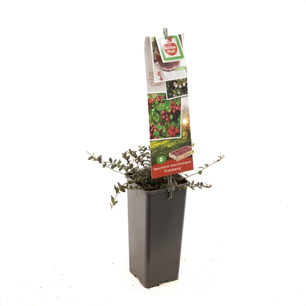 Image de Vaccinium macrocarpon Cranberry