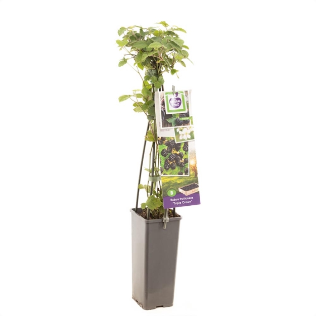 Image de Rubus fruticosus Triple Crown