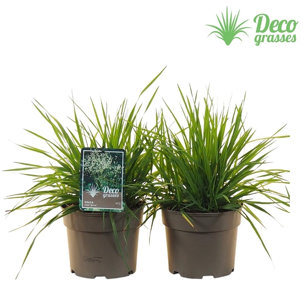 Image de Briza media 'Limouzi' - pot 19 cm