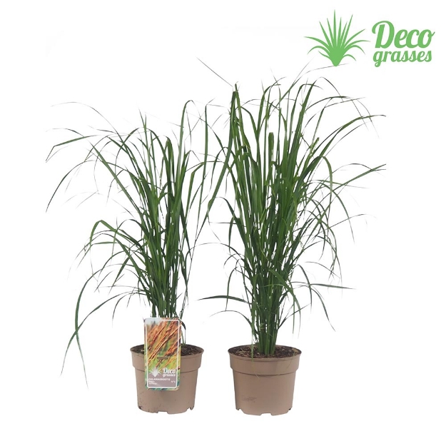 Image de Calamagrostis acutiflora 'Karl Foerster' - pot 19 cm