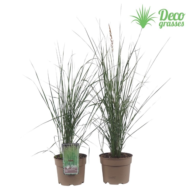Image de Calamagrostis acutiflora 'Overdam' - pot 19 cm