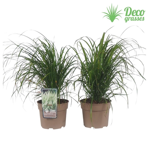Image de Calamagrostis brachytricha - pot 19 cm