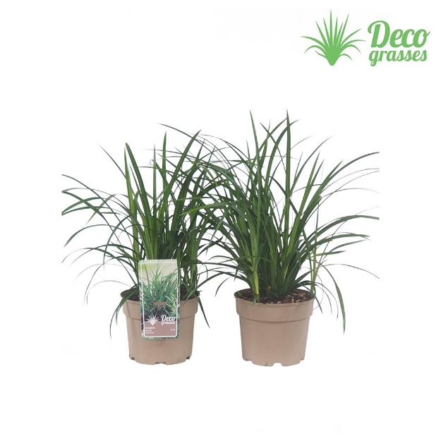 Image de Carex 'Irish Green' - pot 19 cm
