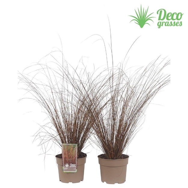 Image de Carex buchananii - pot 19 cm
