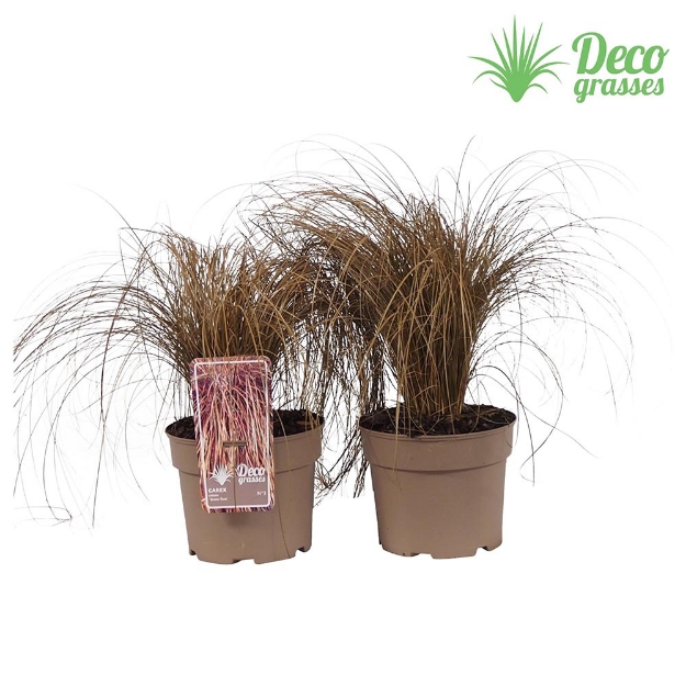 Image de Carex comans 'Bronze Form' - pot 19 cm