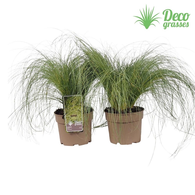 Image de Carex comans 'Frosted Curls' - pot 19 cm