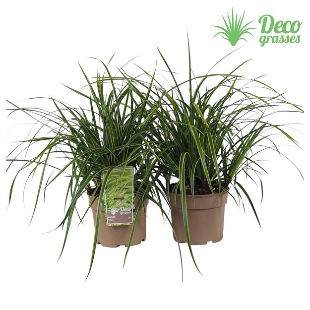 Image de Carex morrowii 'Ice Dance' - pot 19 cm