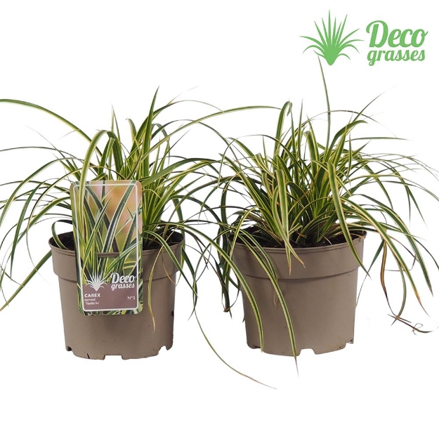 Image de Carex morrowii 'Vanilla Ice'® - pot 19 cm