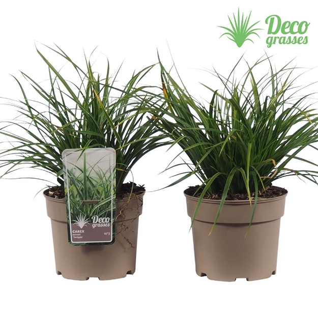 Image de Carex morrowii 'Variegata' - pot 19 cm