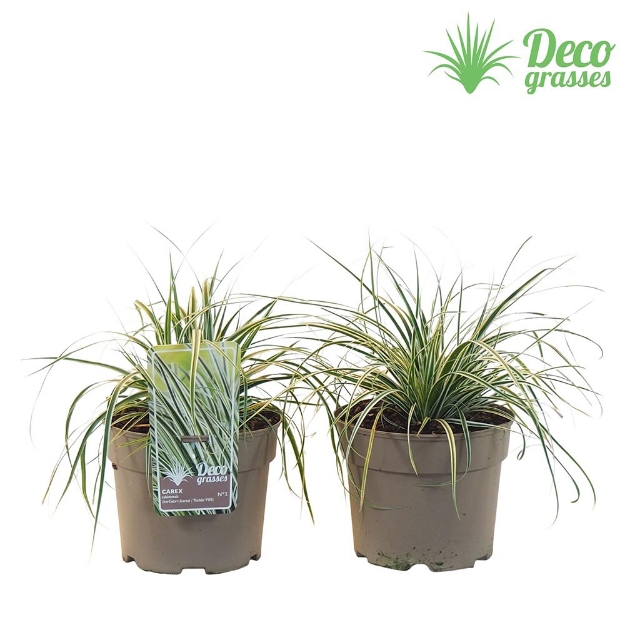 Image de Carex oshimensis 'Everest'® - pot 19 cm