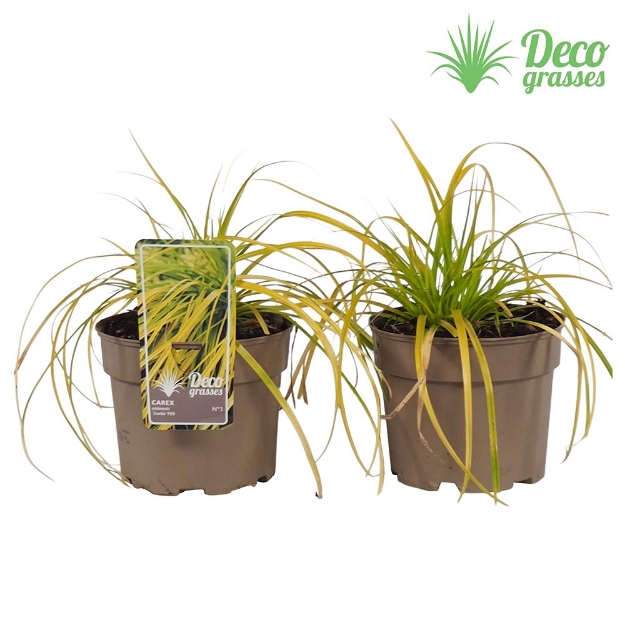 Image de Carex oshimensis 'Everillo'® - pot 19 cm