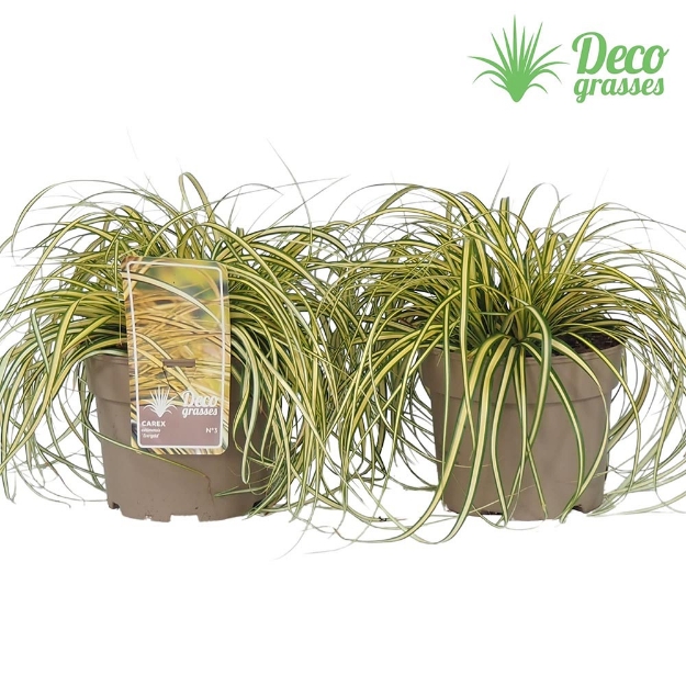 Image de Carex oshimensis 'Evergold' - pot 19 cm