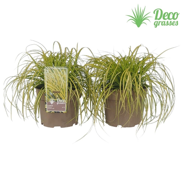 Image de Carex oshimensis 'Eversheen'® - pot 19 cm
