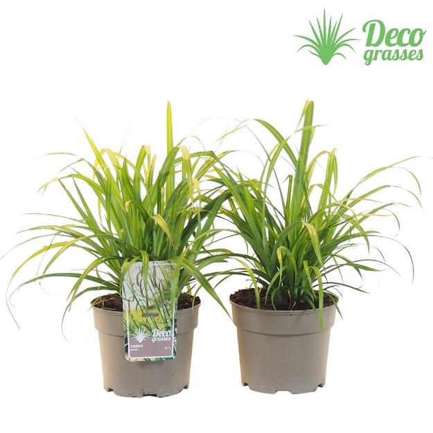 Image de Carex pendula - pot 19 cm