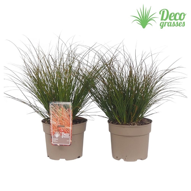 Image de Carex testacea 'Prairy Fire' - pot 19 cm