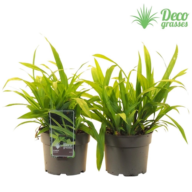 Image de Carex siderosticha - pot 19 cm