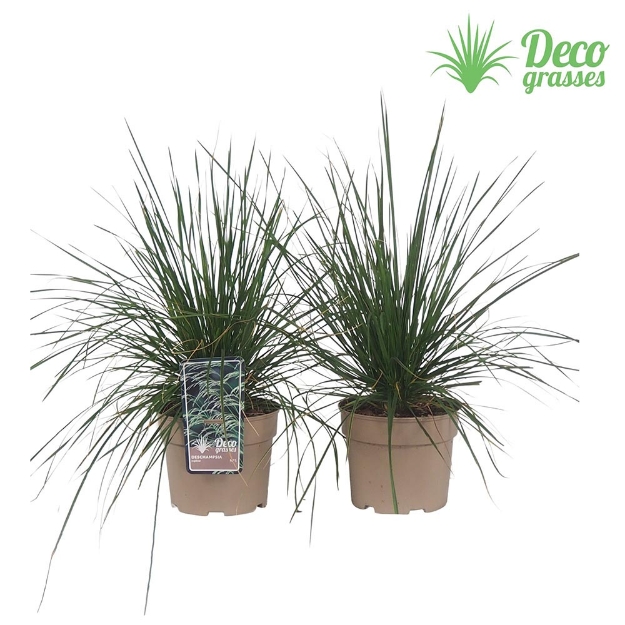 Image de Deschampsia cespitosa - pot 19 cm