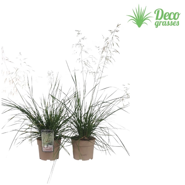 Image de Deschampsia cespitosa 'Goldschleier' - pot 19 cm