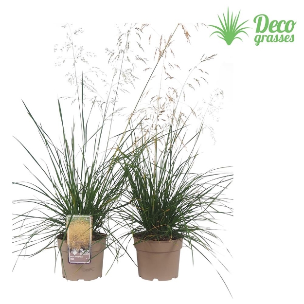 Image de Deschampsia cespitosa 'Goldtau' - pot 19 cm