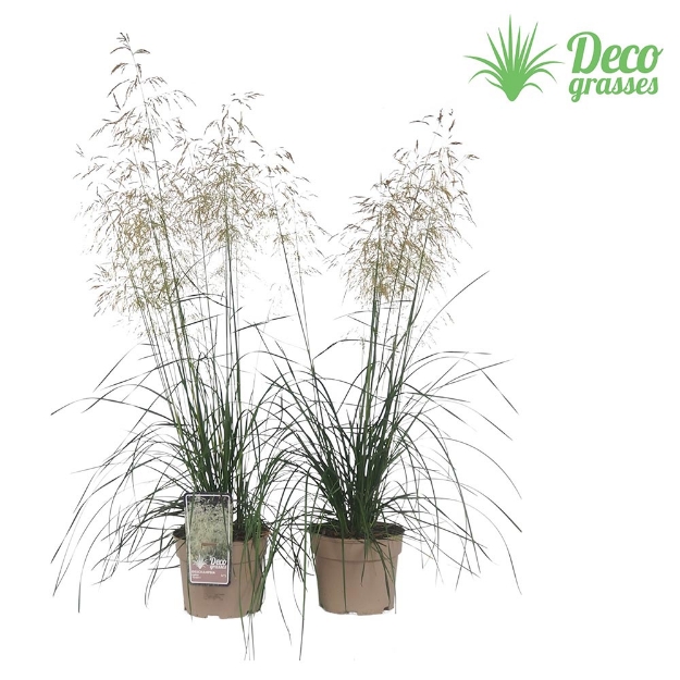 Image de Deschampsia cespitosa 'Tardiflora' - pot 19 cm