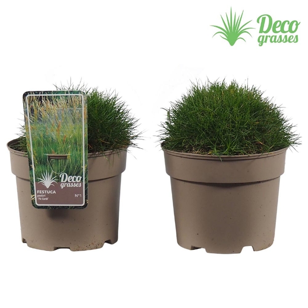 Image de Festuca gautieri 'Pic Carlit - pot 19 cm