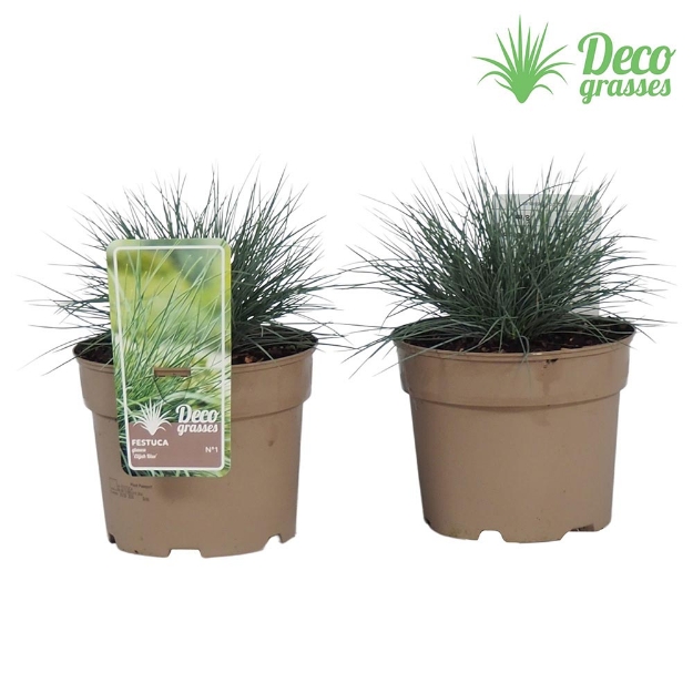 Image de Festuca glauca 'Elijah Blue' - pot 19 cm