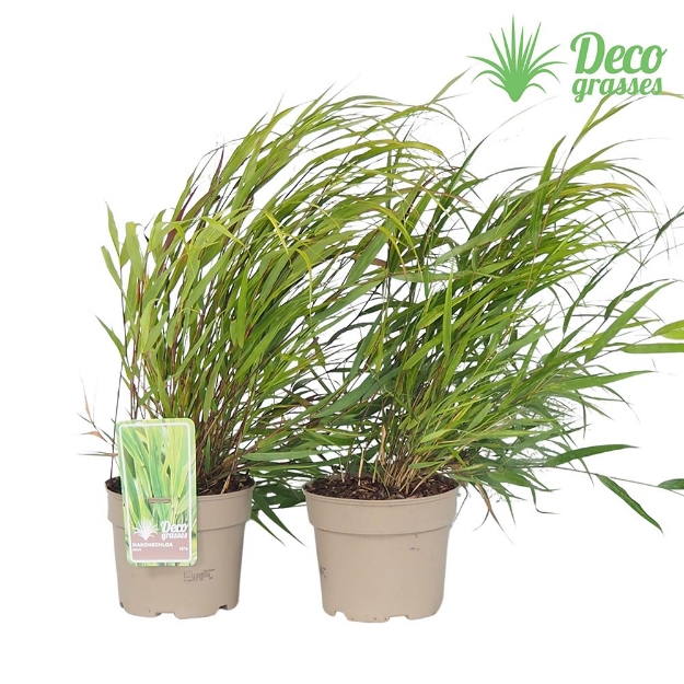 Image de Hakonechloa macra - pot 19 cm