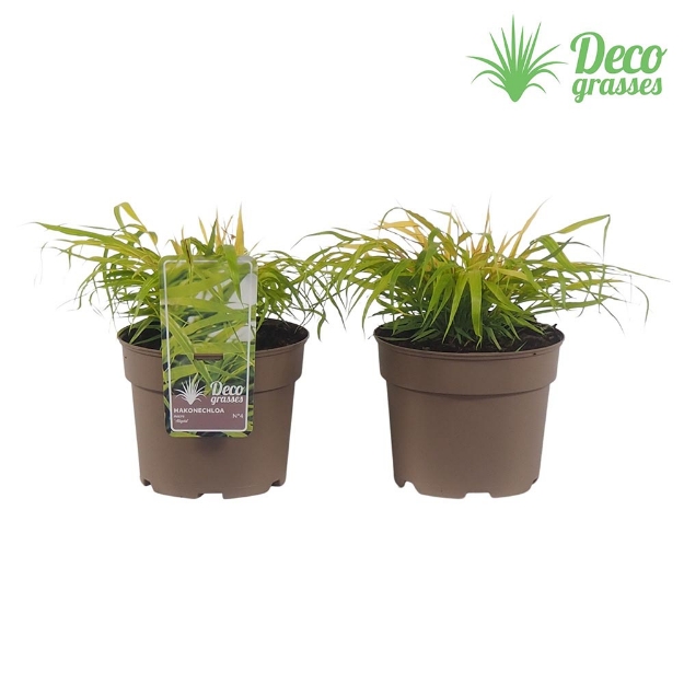Image de Hakonechloa macra 'All Gold' - pot 19 cm