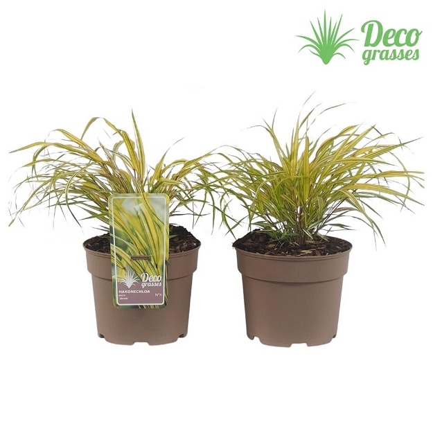 Image de Hakonechloa macra 'Aureola' - pot 19 cm