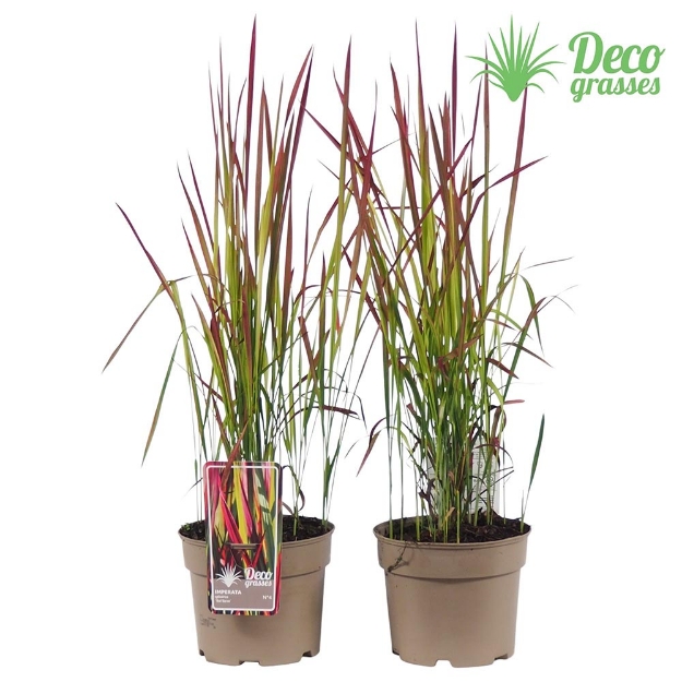 Image de Imperata cylindrica 'Red Baron' - pot 19 cm
