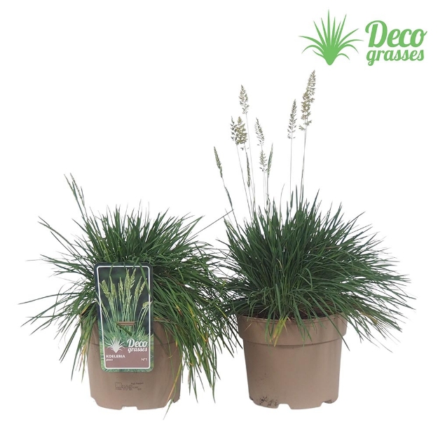 Image de Koeleria glauca - pot 19 cm