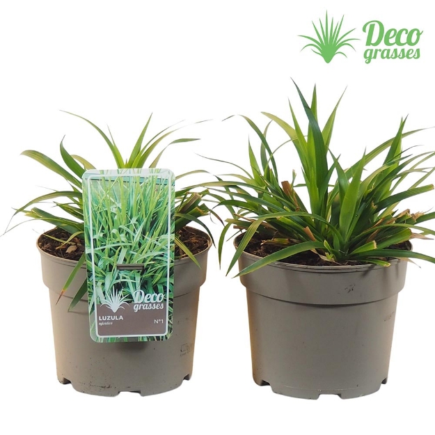 Image de Liriope muscari 'Royal Purple' - pot 19 cm