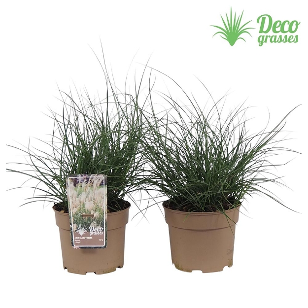 Image de Miscanthus sinensis 'Adagio' - pot 19 cm
